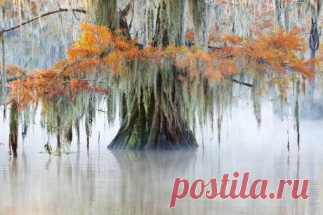 Долина кипарисов в Техасе | ТАЙНЫ ПЛАНЕТЫ ЗЕМЛЯ