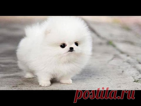 Шпиц купается или как помыть собаку.