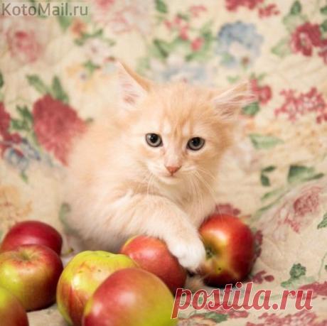 Котейкин натюрморт