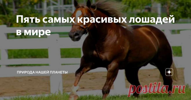 Пять самых красивых лошадей в мире На планете Земля существует множество различных пород лошадей. Все они имеют свою особенность. Встречаются и такие, которыми, безусловно, можно восхищаться. Вот некоторые из них, которые являются самыми видными породами в мире.
Ахалтекинская лошадь
Это идеальная лошадь. Имеет безупречный характер, стройное тело и прирождённую плодовитость. Животное выведено в современном Туркменистане тысячи лет