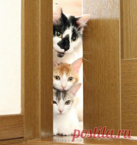 Эти милые сиротки сами выбрали себе папу-кота…