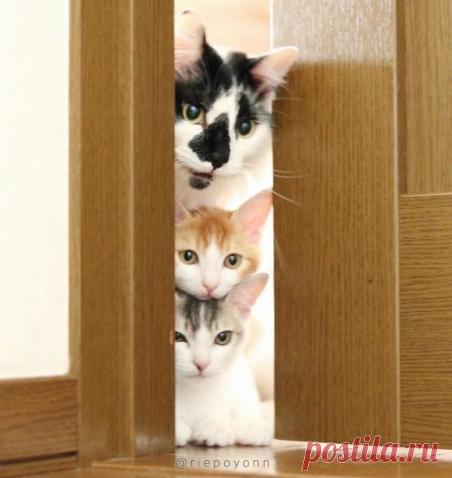 Эти милые сиротки сами выбрали себе папу-кота…