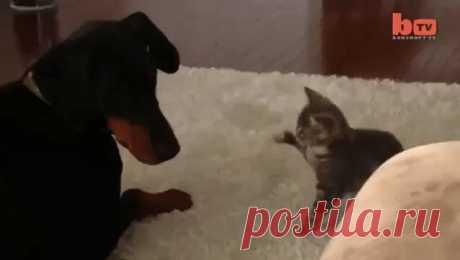 Главное - смелость ))) Главное - смелость )))