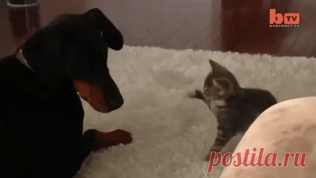 Главное - смелость ))) Главное - смелость )))