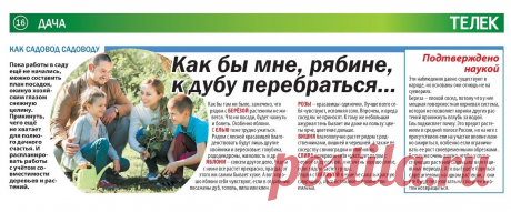 Совместимость деревьев и растений