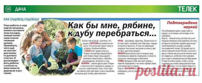Совместимость деревьев и растений