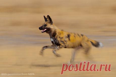 NBPA16-Art-Winner.jpg (1024×683)