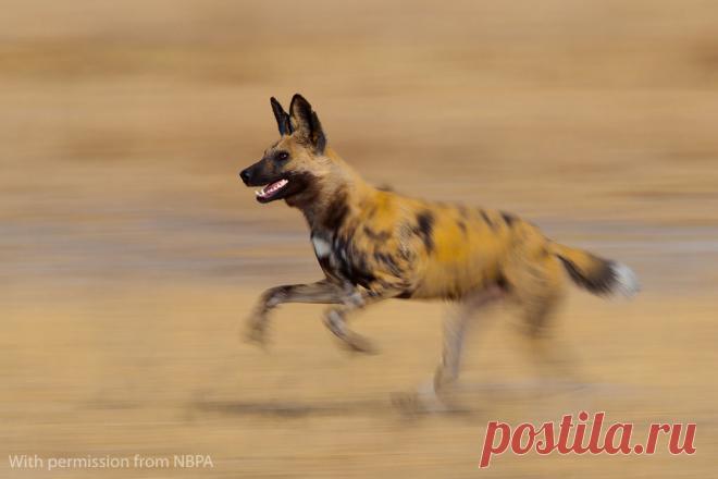 NBPA16-Art-Winner.jpg (1024×683)