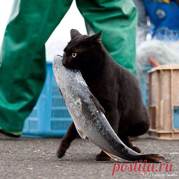 Черная кошка с | Самые симпатичные Paw