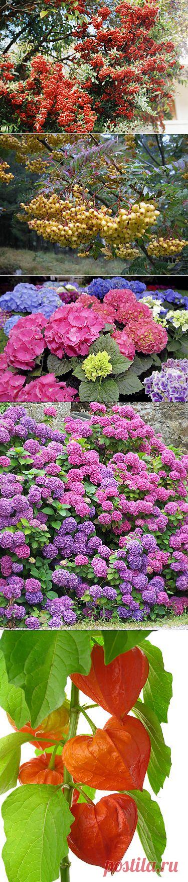 ЧЕШСКИЙ КЛУБ ЛЮБИТЕЛЕЙ ЦВЕТОВ - EURO-WALKER.COM - Интернет путеводитель по Европе. - Страница 6