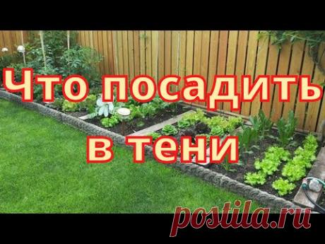 Что посадить в тени