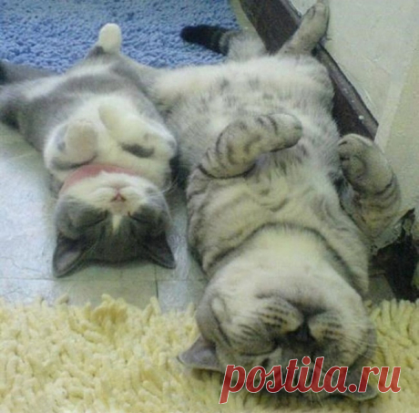 15 котов и их очаровательные мини-копии
