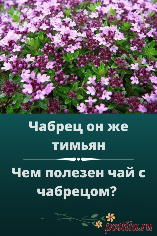 Первым делом надо отметить, что чабрец обладает мощными антисептическими свойствами. В связи с этим его можно применять как для лечения, так и для профилактики различных воспалительных заболеваний. Основное качество чабреца, благодаря которому его широко используют – сильное противовоспалительное, отхаркивающее и расширяющее бронхи свойство. По этой причине настой чабреца издавна используют при лечении продолжительного кашля, бронхита, коклюша.