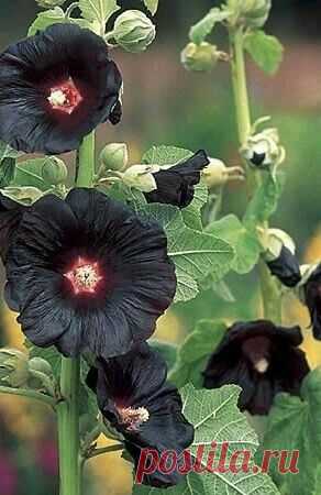Pinterest