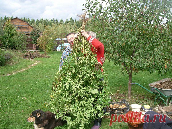 Группа: Омский клуб картофелеводов