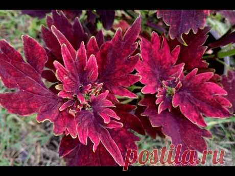 Колеус гибридный &quot;Хот Эмбэрс&quot; | Coleus hybridus &quot;Hot Embers&quot; - YouTube