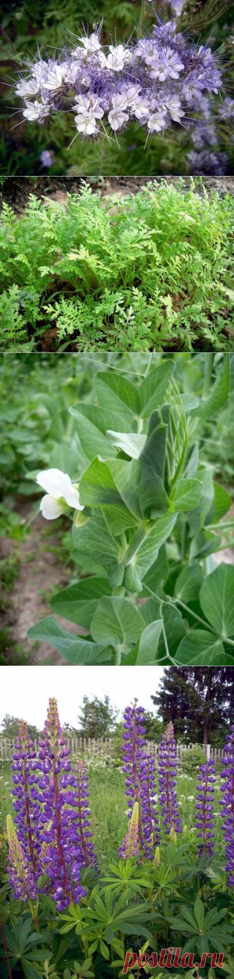 Сидерат фацелия как удобрение