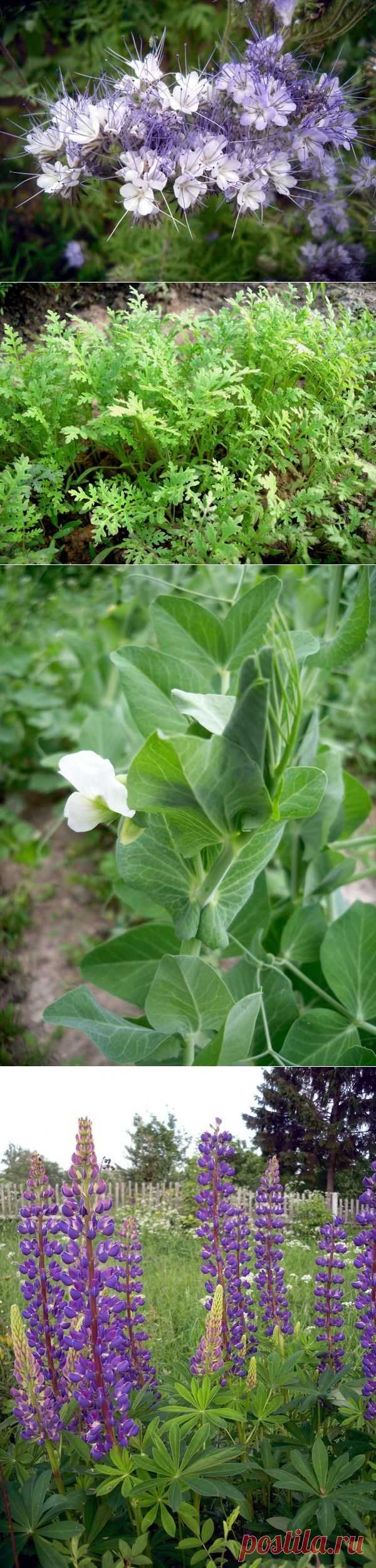 Сидерат фацелия как удобрение