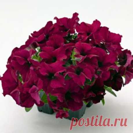 Петуния крупноцветковая Саксесс 360 Burgundy (драже) 10 шт НОВИНКА!