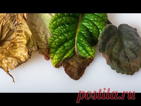 Почему сохнут кончики листьев