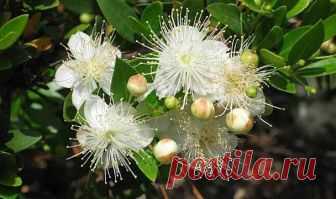 Цветок мирт уход в домашних условиях Мирт обыкновенный представляет собой уникальный цветок, состоящий в соответствующем семействе Миртовых. Наиболее же часто он встречается в Средиземноморских странах, где преобладает субтропический кли...