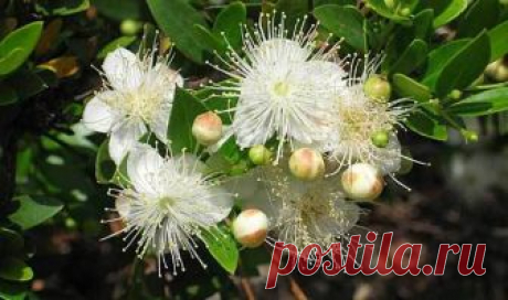 Цветок мирт уход в домашних условиях Мирт обыкновенный представляет собой уникальный цветок, состоящий в соответствующем семействе Миртовых. Наиболее же часто он встречается в Средиземноморских странах, где преобладает субтропический кли...