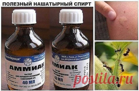Нашатырный спирт: 7 бед-один ответ!
А вы знали что нашатырный спирт прекрасно справляется с насекомыми, вредителями и помогает комнатным растениям? Он может вернуть пяточкам детскую мягкость, а так же отлично отмыть ваши окна и отбелить белье?
Нашатырный спирт: применение против насекомых.
Иногда просто нет сил бороться с муравьями, которые бесконечными чередками появляются на кухне неизвестно откуда. Здесь тоже поможет нашатырный спирт!
Надо добавить в 1 л воды 100 мл наш...