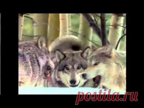 МУЗЫКА И ИСПОЛНЕНИЕ ВИКТОР КРИГЕР АВТОР СЛОВ И РОЛИКА ИГОРЬ ДЕНИСЕНКОВ - YouTube