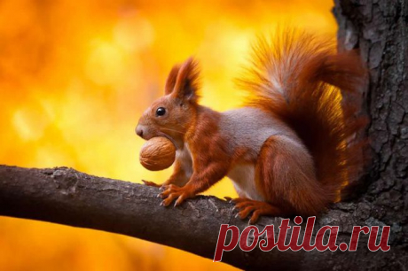 (+1) тема - 30 фактов о животных, которые поднимут вам настроение | Полезные советы