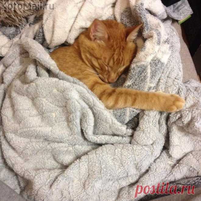 Спит уставшая рыжулька)