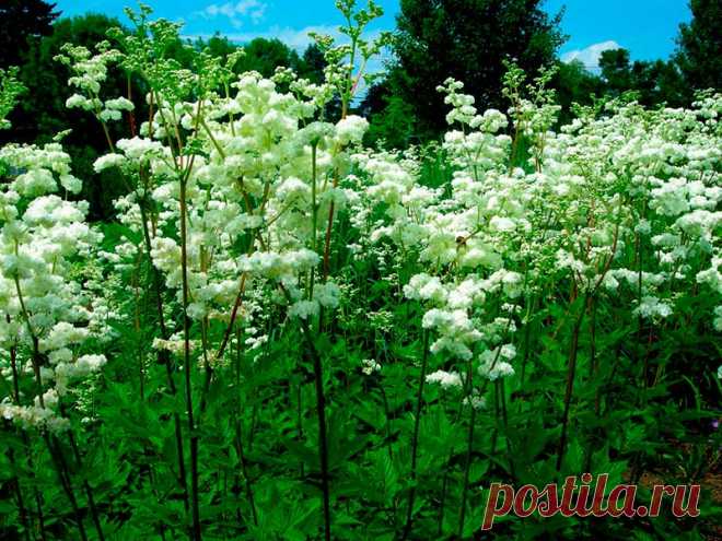 Лекарственное растение Таволга вязолистная (Filipendula ulmaria). Многолетнее прямостоячее растение с граненым стеблем высотой 1-1,5 м. Листья прерывисто-перистые с 2-5 парами крупных, по краям двояко-зубчатых, яйцевидных листочков. Желтовато-белые мелкие цветки с очень сильным запахом собраны в многолучевые ложные зонтики. У похожей таволги обыкновенной (F. vulgaris) высота всего 30-80 см, тонкий круглый или слабо желобчатый стебель.