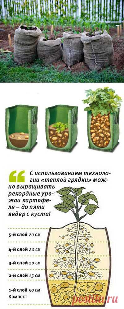 Как вырастить картошку в мешках