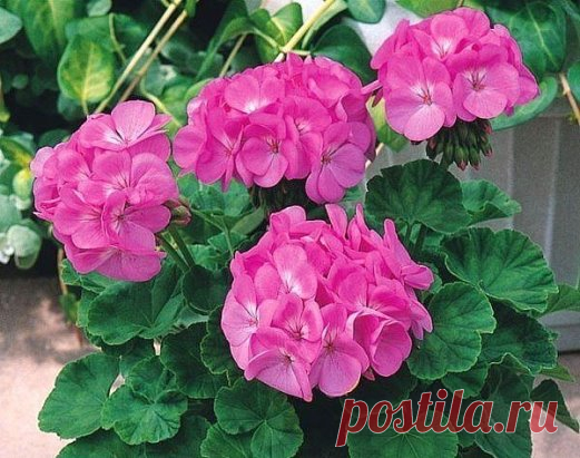 Как правильно обрезать герань, чтобы она пышно цвела
Обрезка пеларгонии: основные правила
Чтобы правильно обрезать герань, нужно учитывать тип цветка. Она может быть многолетняя и однолетняя. Однолетнее растение обрезать не обязательно. Это следует делать только для изменения формы растения. Многолетняя пеларгония нуждается в обрезке 2 раза в год – весной и осенью. Обрезка не только декорирует внешний вид, она способствует зарождению большого количества крупных соцветий и увеличивает длительнос