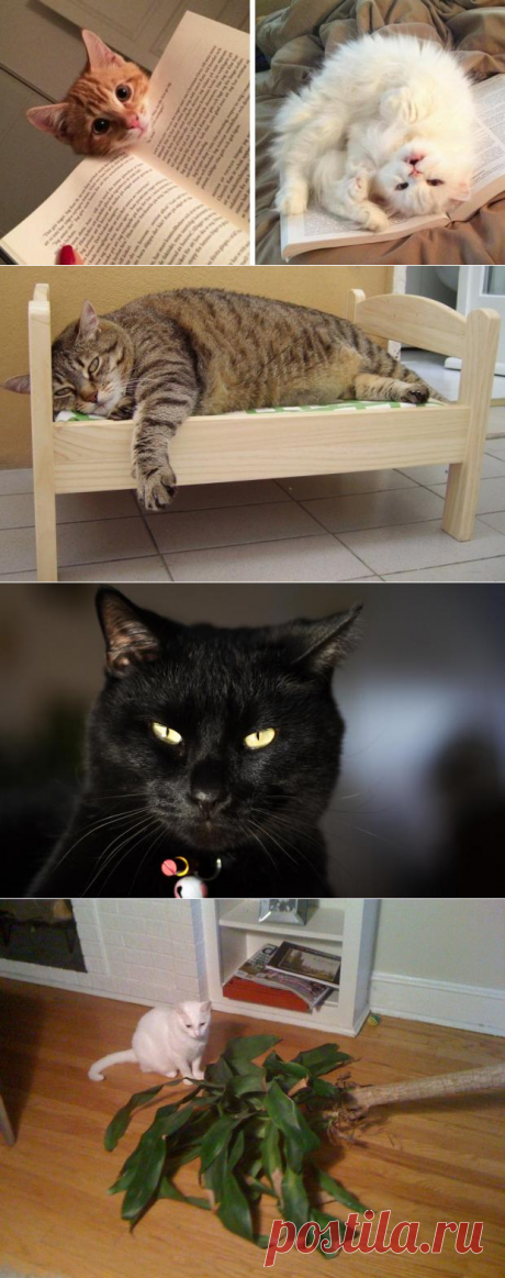 Кошачий гороскоп: характер домашних животных тоже зависит от знака Зодиака