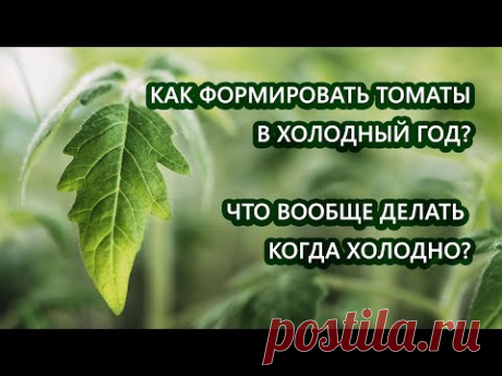 Как формировать томаты в холодный год? Что вообще делать когда холодно?