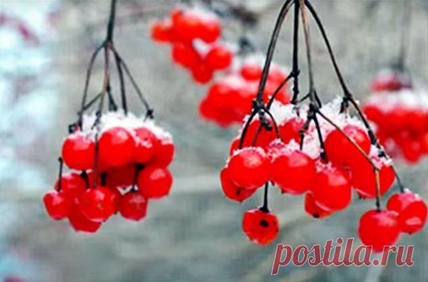 Калина красная для вашего здоровья | Приборы для альтернативной медицины