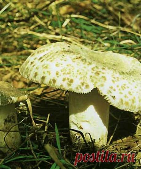 Сыроежка чешуйчатая, сыроежка зеленоватая (Russula virescens)