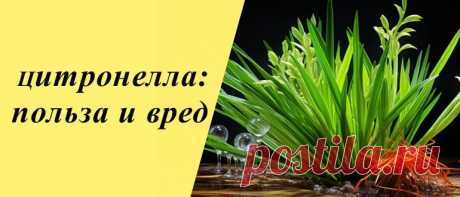 Цитронелла: польза и вред для организма, рецепты блюд и напитков Цитронелла: сведения о культуре, польза и вред, применение в косметологии, кулинарии, рецепты блюд и напитков, маски для лица.