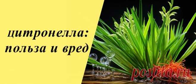 Цитронелла: польза и вред для организма, рецепты блюд и напитков Цитронелла: сведения о культуре, польза и вред, применение в косметологии, кулинарии, рецепты блюд и напитков, маски для лица.
