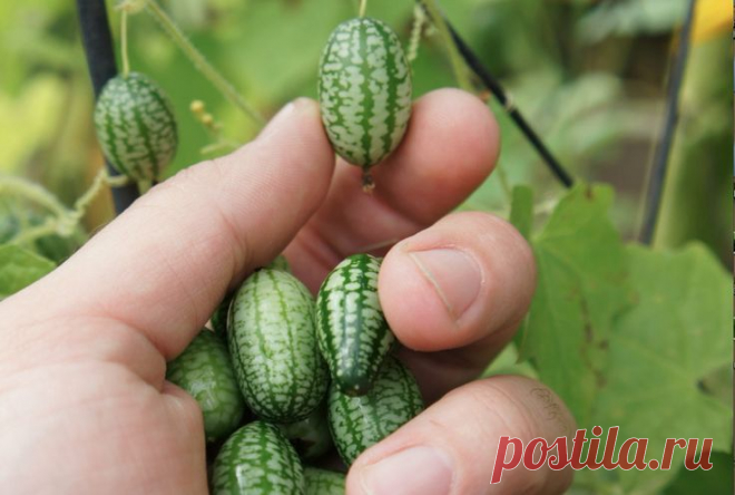 Cucamelons- Крошечные арбузы, вкус чистого огурец с оттенком Лайма.