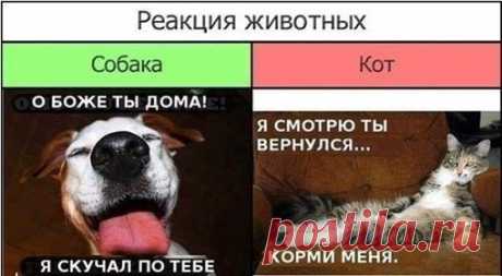 (111) Без кота и жизнь не та