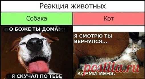(111) Без кота и жизнь не та