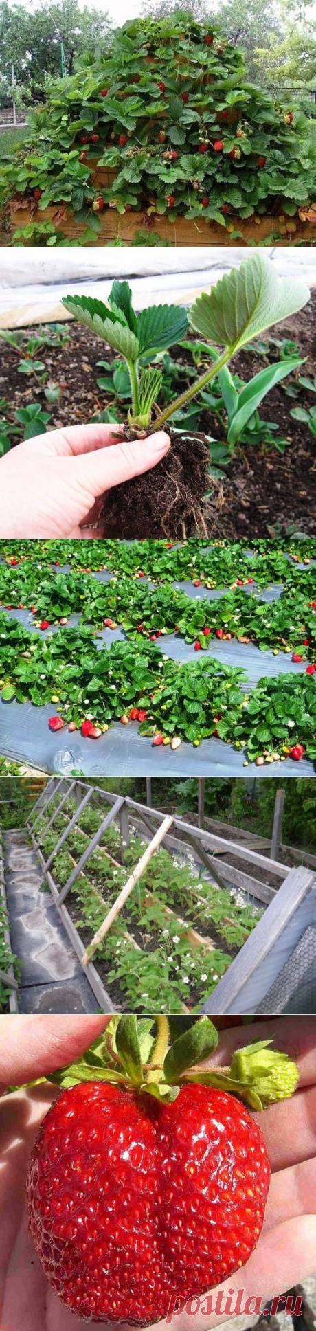 Как правильно посадить клубнику.