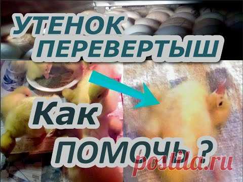 Почему УТЯТА переворачиваются и падают на спину. Как помочь?
Выращивая цыплят индюшат утят мулардов гусят перепелят сталкиваемся с такими симптомами как перевертыш шпагатик вертолетик потеря ориентации, либо почему -то  падают на спину и даже умирают. Падают на ноги, переворачиваются на спину,  запрокидывают голову назад. Что делать как и чем лечить?