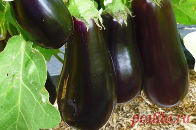 Баклажан анет f1 описание сорта Огород без хлопот - информационный сайт для дачников, садоводов и огородников.