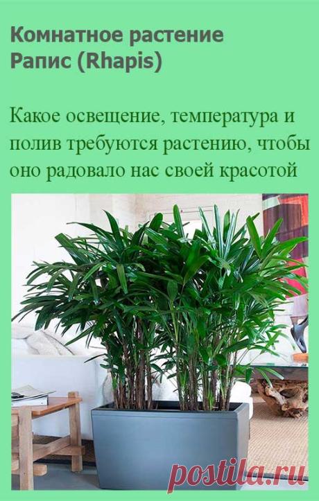 Комнатное растение Рапис (латинское Rhapis). Рапис - достаточно неприхотливая пальма, хорошо переносящая и сухость воздуха, и недостаток света. Название рода происходит, вероятно, от греческого слова rhapis - "розга". В продаже можно найти рапис низкий Rh.humilis. Эта компактная кустовидная пальма обычно не вытягивается выше 1,5 м.