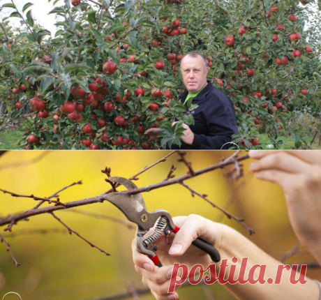 Плодовые деревья и кустарники | Огородко — садовод и огородник в одном месте!