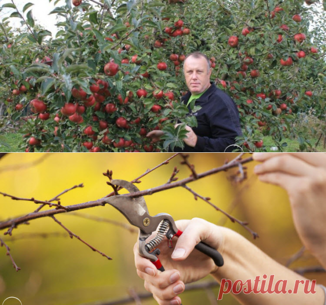 Плодовые деревья и кустарники | Огородко — садовод и огородник в одном месте!