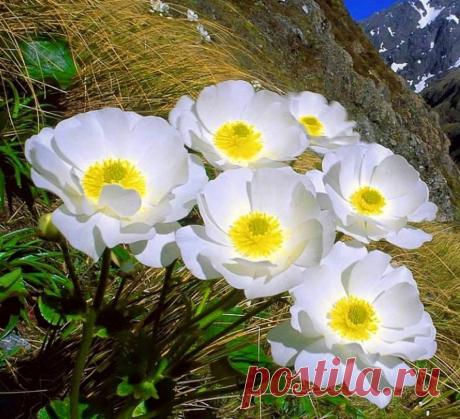 (1) "Цветы- радость жизни"