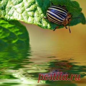 Народные средства от колорадского жука – обрабатываем огород без "химии"